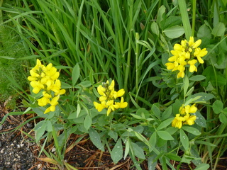 Filename=P1070572.JPG
Filesize=5866KiB
Dimensions=4320x3240
Date added=Sep 19, 2019 P1070572.JPG