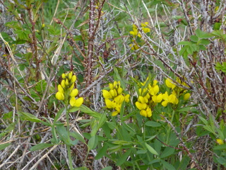 Filename=P1070575.JPG
Filesize=6075KiB
Dimensions=4320x3240
Date added=Sep 19, 2019 P1070575.JPG