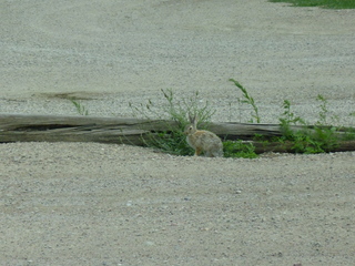 Filename=P1070591.JPG
Filesize=5582KiB
Dimensions=4320x3240
Date added=Sep 19, 2019 P1070591.JPG