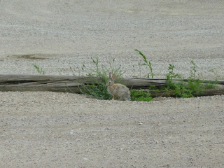 Filename=P1070592.JPG
Filesize=5979KiB
Dimensions=4320x3240
Date added=Sep 19, 2019 P1070592.JPG