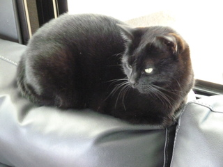 Filename=P1070610.JPG
Filesize=3626KiB
Dimensions=4320x3240
Date added=Sep 19, 2019 P1070610.JPG