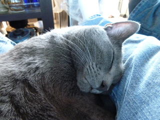 Filename=P1070629.JPG
Filesize=5710KiB
Dimensions=4320x3240
Date added=Sep 19, 2019 P1070629.JPG