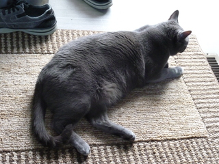 Filename=P1070639.JPG
Filesize=5859KiB
Dimensions=4320x3240
Date added=Sep 19, 2019 P1070639.JPG